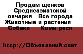 Продам щенков Среднеазиатской овчарки - Все города Животные и растения » Собаки   . Коми респ.